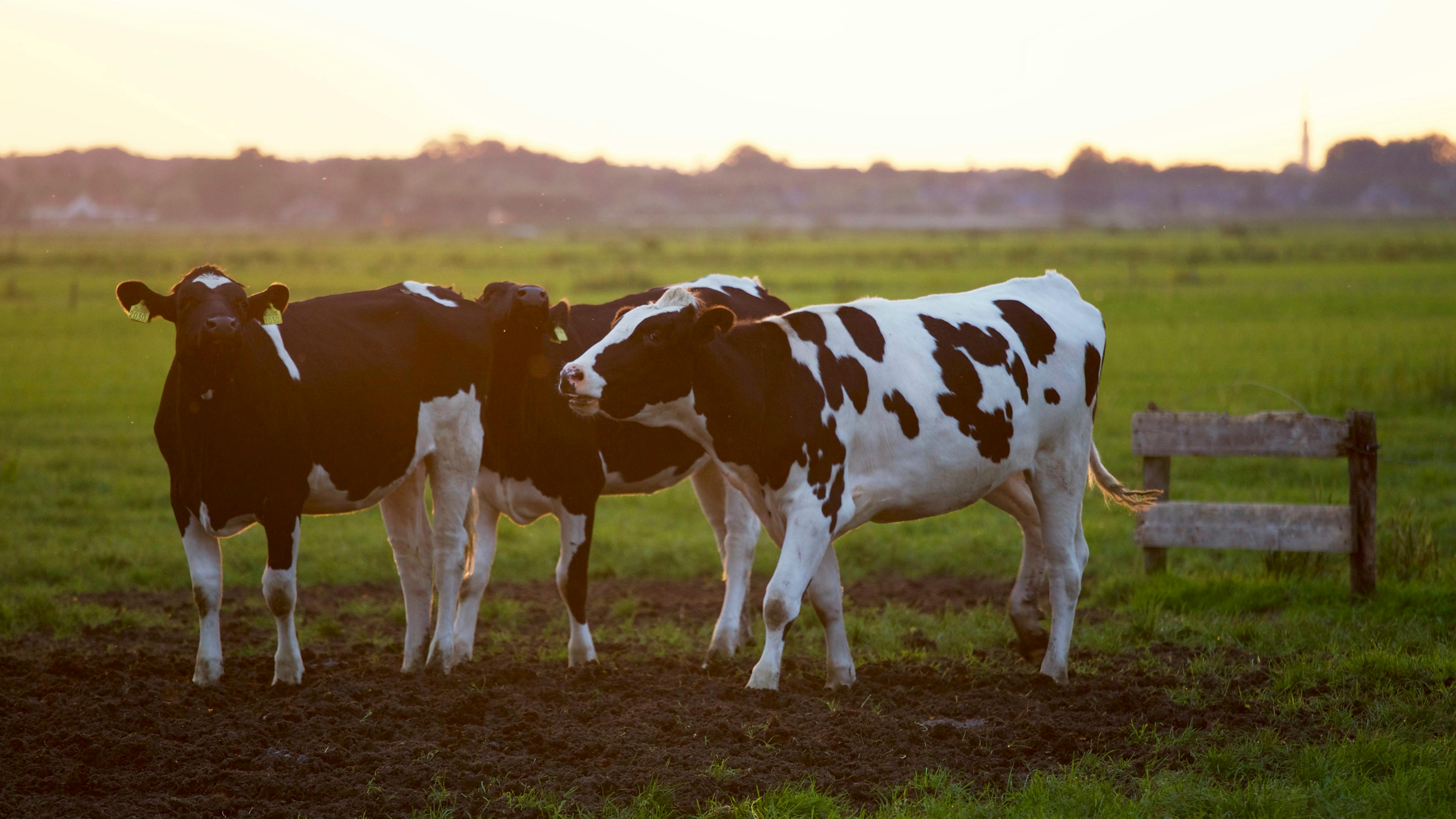 A serene scene of black and white dairy cows grazing in a lush green field at sunset, illustrating the natural source of high-quality colostrum used in Balance Defense supplements.